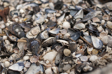 Natural beach texture of mussels