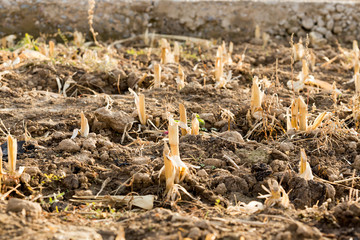 Corn stubble field on corn