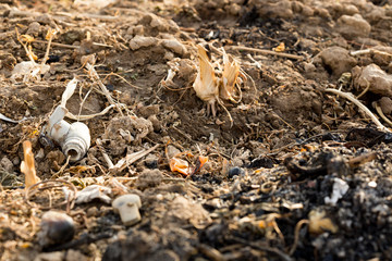 Corn stubble field on corn