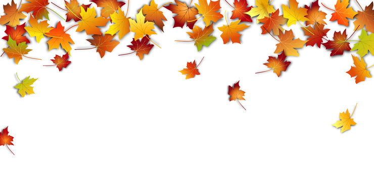 Autumn leaves. Fall colorful maple leaves on white background. Flying foliage. Vector illustration 