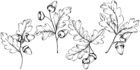 Vector autumn oak leaves. Leaf plant botanical garden floral foliage. Isolated illustration element. Vector leaf for background, texture, wrapper pattern, frame or border.