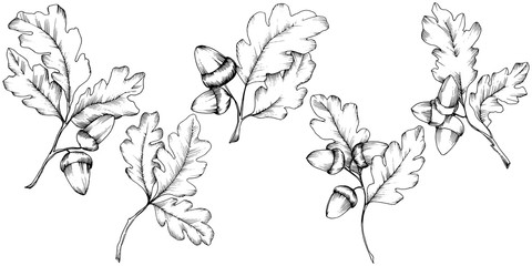 Vector autumn oak leaves. Leaf plant botanical garden floral foliage. Isolated illustration element. Vector leaf for background, texture, wrapper pattern, frame or border. - 228396091
