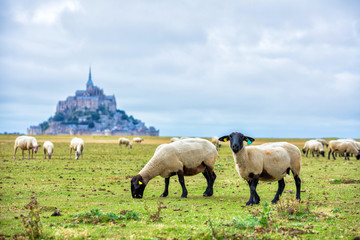 Naklejka na ściany i meble Beautiful view of famous historic Le Mont Saint-Michel tidal island with sheep grazing on fields of fresh green grass on a sunny day, France