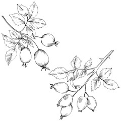 Fototapeta premium Vector autumn rose hip plant. Plant botanical garden floral foliage. Isolated illustration element. Vector leaf for background, texture, wrapper pattern, frame or border.
