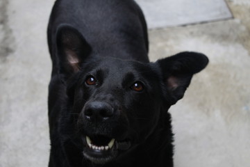 perro buscando su pelota 