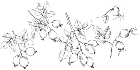 Fototapeta premium Vector autumn rose hip plant. Plant botanical garden floral foliage. Isolated illustration element. Vector leaf for background, texture, wrapper pattern, frame or border.