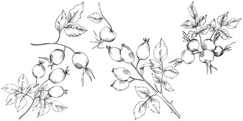 Fototapeta premium Vector autumn rose hip plant. Plant botanical garden floral foliage. Isolated illustration element. Vector leaf for background, texture, wrapper pattern, frame or border.