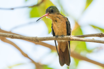 colibri canelo