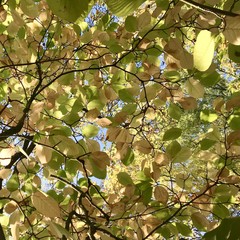 Fond, feuillages d’automne , magnolia 