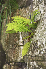 Obraz premium Life is winning. Green fern grows in stone.