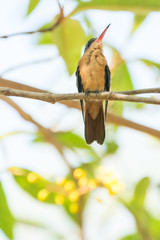 colibri canelo