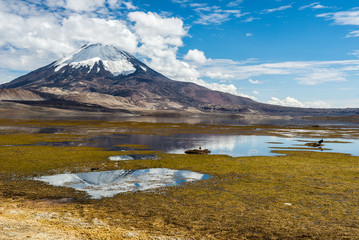 Fototapeta na wymiar Parinacota volcano and Chungara lake, Lauca National Park, Chile