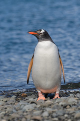 Naklejka premium Gentoo penguins on beach