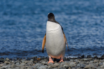 Fototapeta premium Pingwiny białobrewe na plaży