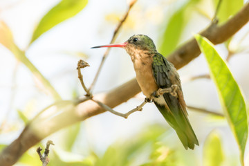 colibri canelo