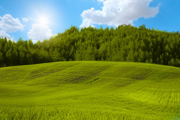 Green grass field against bright blue sky