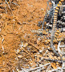 silver spirals of metal shavings as garbage, texture of different size of metal spirals shavings texture, metal shavings texture