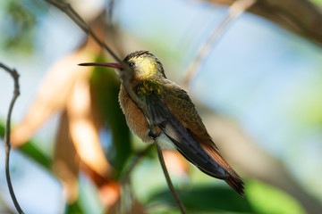 colibri canelo