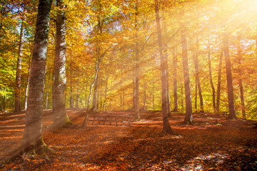 Fototapeta premium Autumn landscape in (seven lakes) Yedigoller National Park Bolu, Turkey