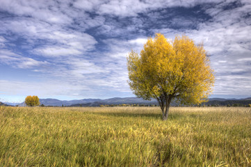 Fototapeta premium Perspective of two trees on a clear day.
