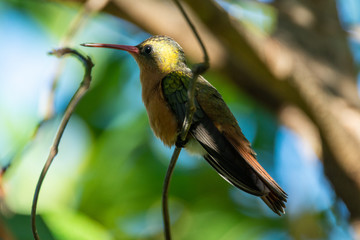 colibri canelo © alfredo914
