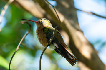 colibri canelo