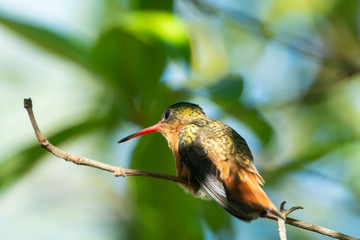 colibri canelo