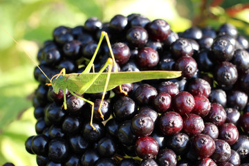 A large green grasshopper sits on the ripe elderberries.