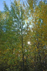 осенний лес