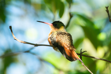 colibri canelo