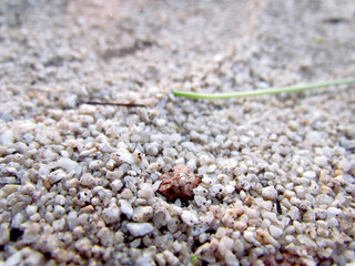 shells on the beach