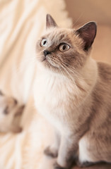 cat on a white background
