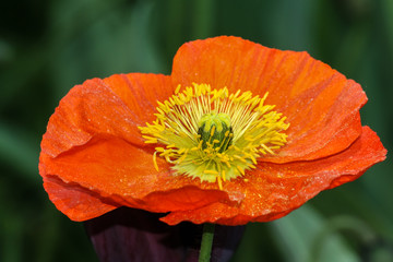 rote Mohnblüte mit gelben Staubfäden