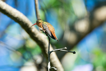 colibri canelo