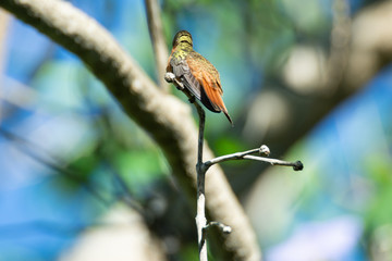 colibri canelo