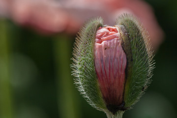 aufgehende Knospe einer rosafarbenen Mohnblüte