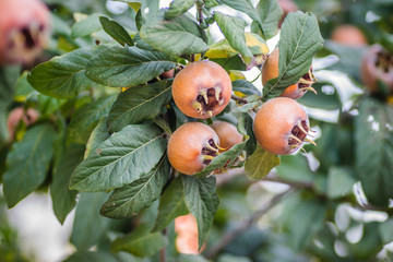 Ripe medlar fruit on a tree branch 