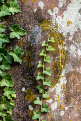 Efeu auf Sandstein