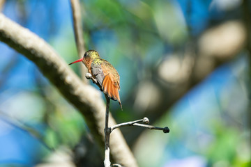 colibri canelo