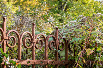 Zugewachsener alter Zaun