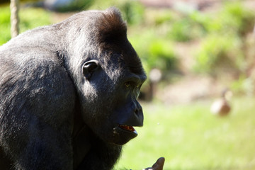 Gros plan sur le gorille dominant