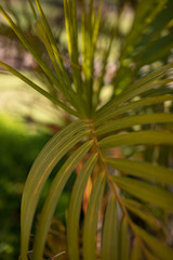 Palm fronds in Hawaiian Garden