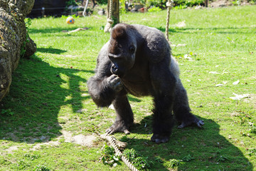 Gorille à dos argenté en train de manger