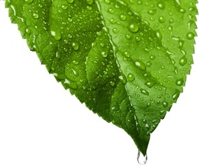 Water Drops on a Leaf