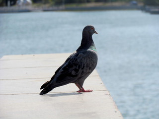 pigeon on rock