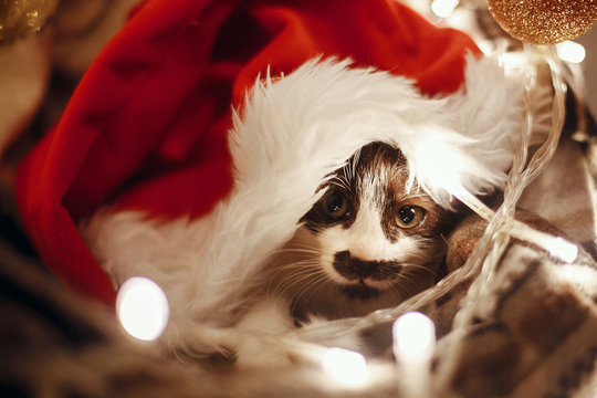 Cute kitty in santa hat sitting in basket with lights and ornaments under christmas tree in festive room. Merry Christmas concept. Adorable funny kitten with amazing eyes. Atmospheric image