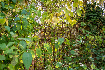 Zugewachsener alter Zaun