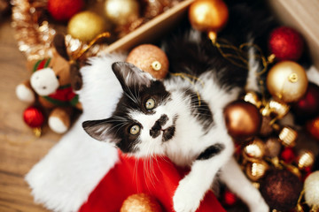 Cute kitty sitting in box with red and gold baubles, ornaments and santa hat under christmas tree in festive room. Merry Christmas concept. Adorable funny kitten witn green eyes