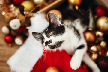 Fototapeta na wymiar Cute kitty sitting in box with red and gold baubles, ornaments and santa hat under christmas tree in festive room. Merry Christmas concept. Adorable funny kitten witn green eyes