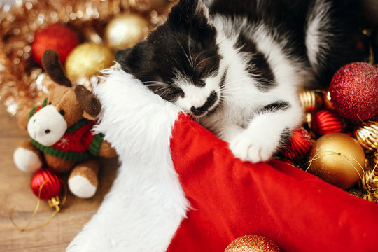 Cute kitty sleeping  in box with red and gold baubles, ornaments and santa hat under christmas tree in festive room. Merry Christmas concept. Adorable funny kitten. Atmospheric image